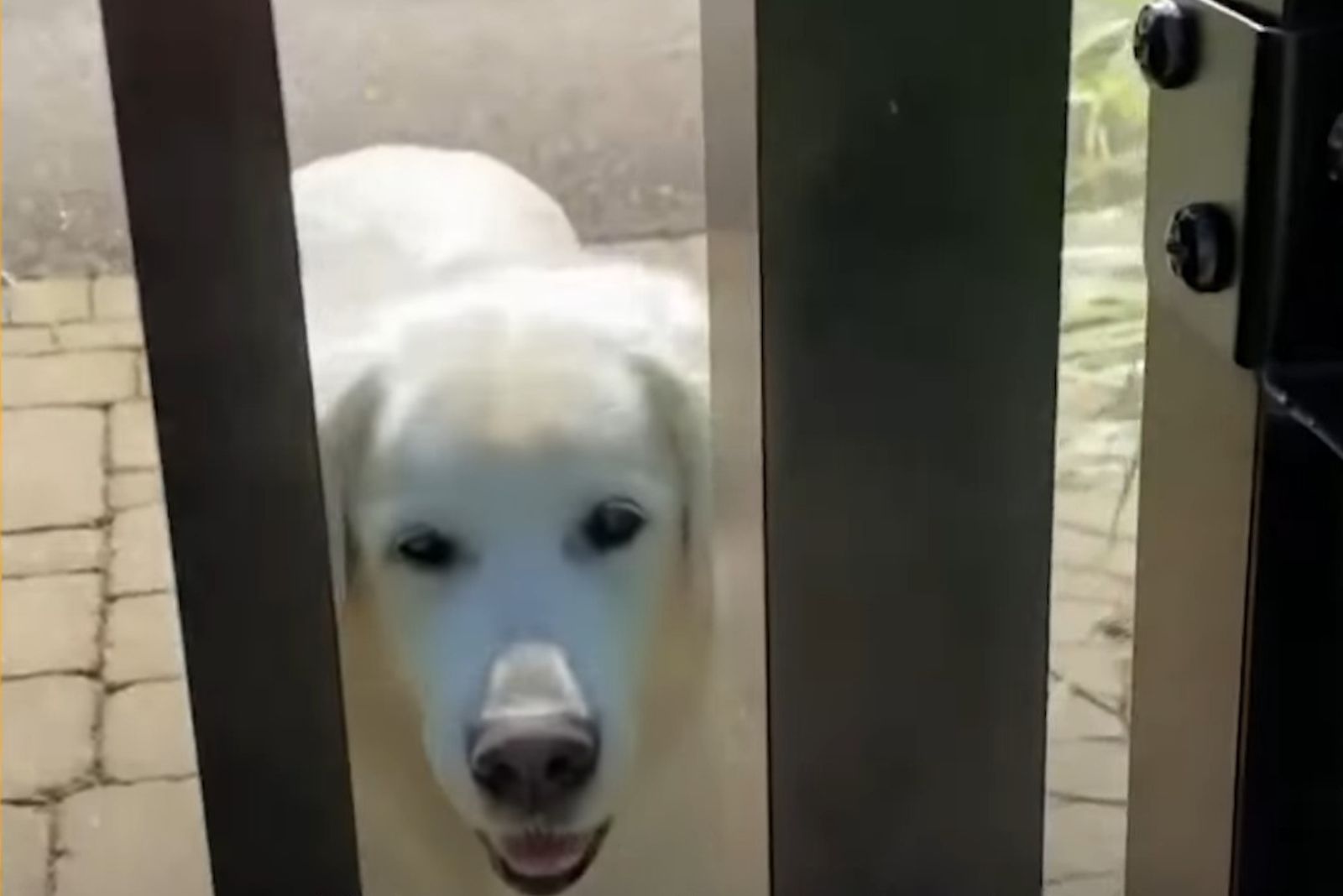 photo of golden retriever named oliver