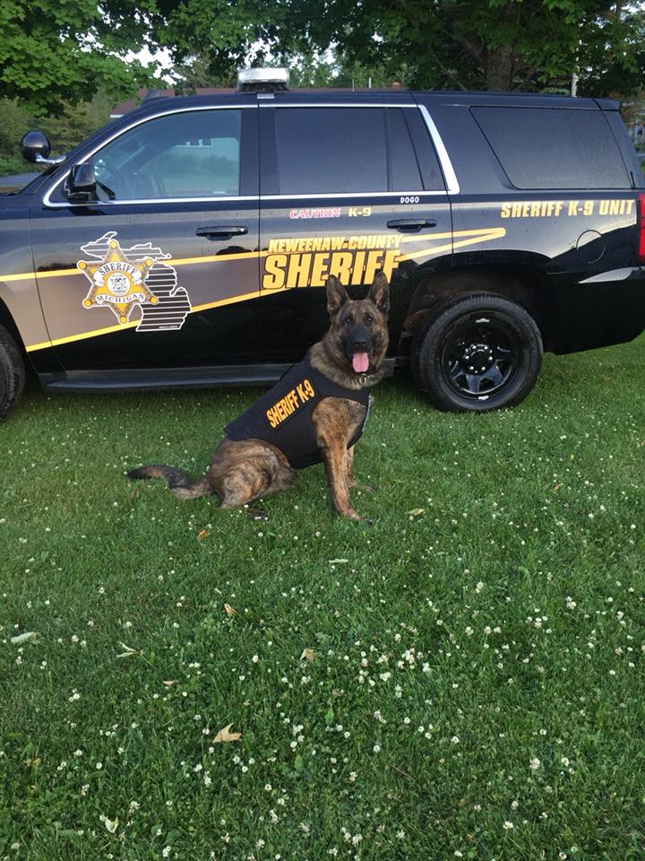 photo of K9 dog sitting in front of a police car