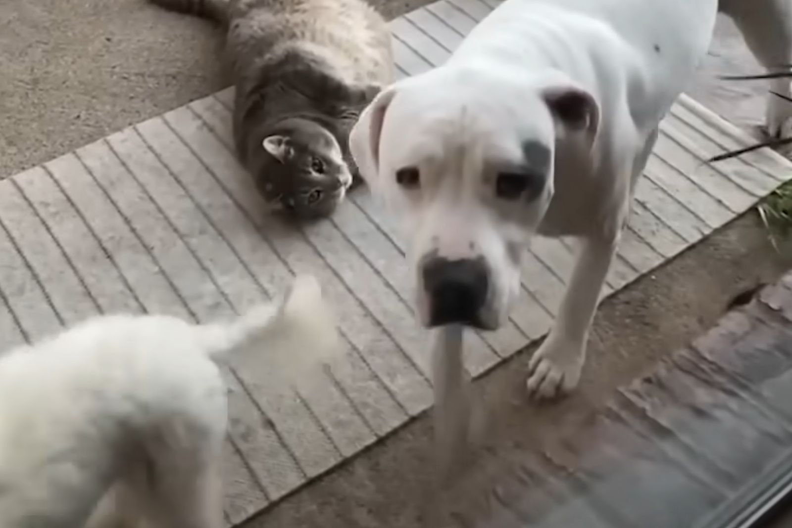 photo of pitbull and a cat