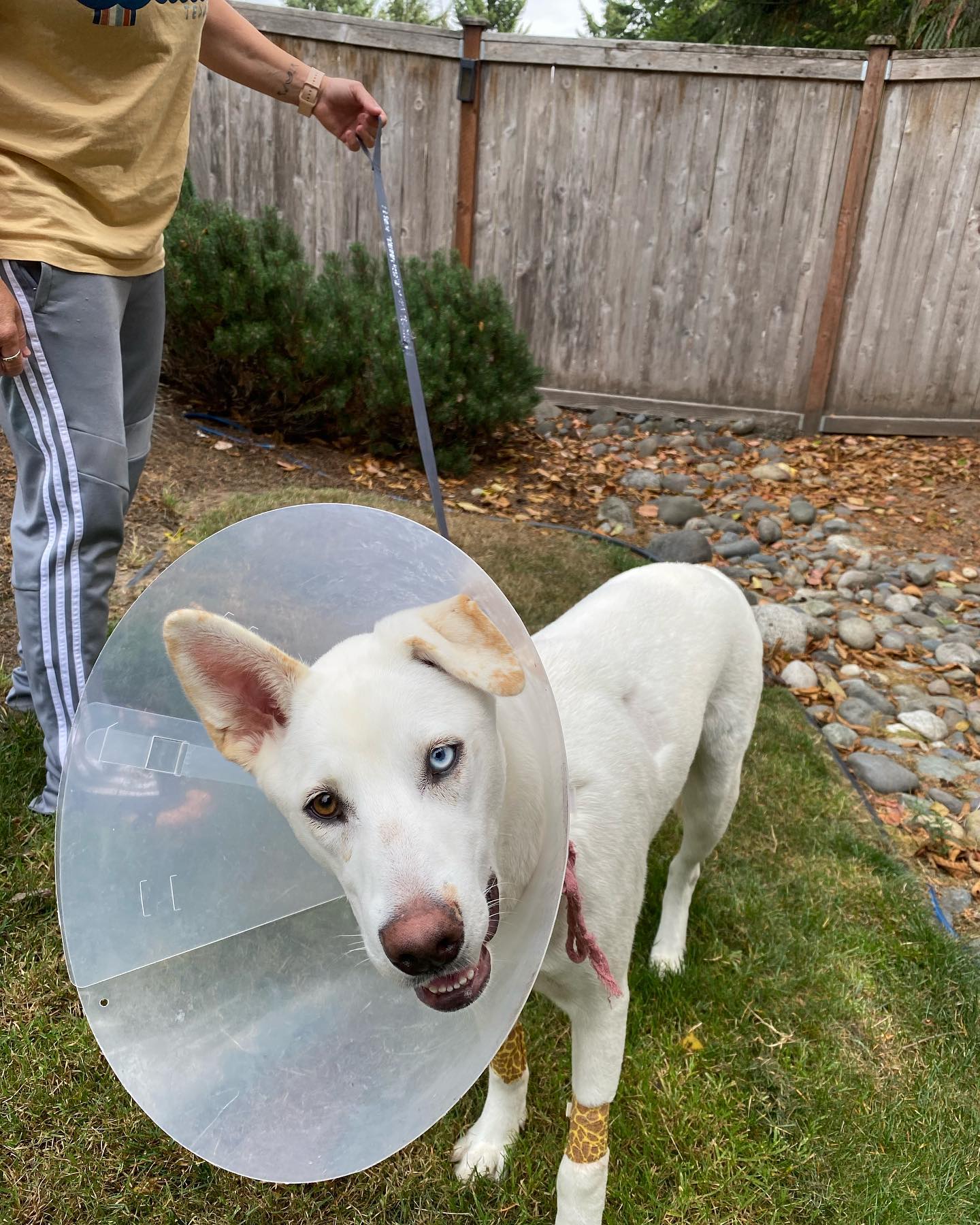 photo of puppy with a cone on a leash