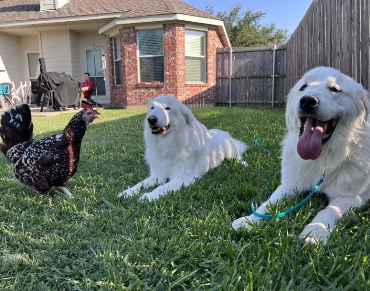 photo of two dogs lying on the grass