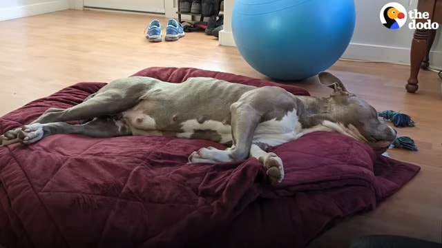 pitbull dog lying on a duvet