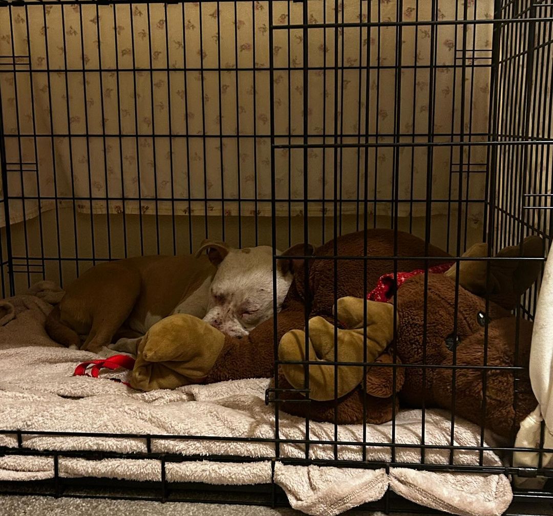 pitbull lying in a crate