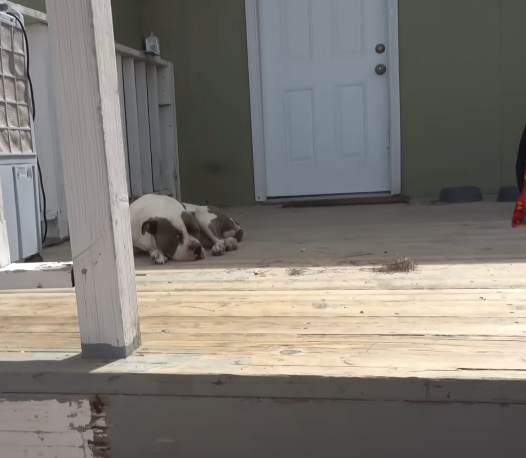 pitbull lying on the porch