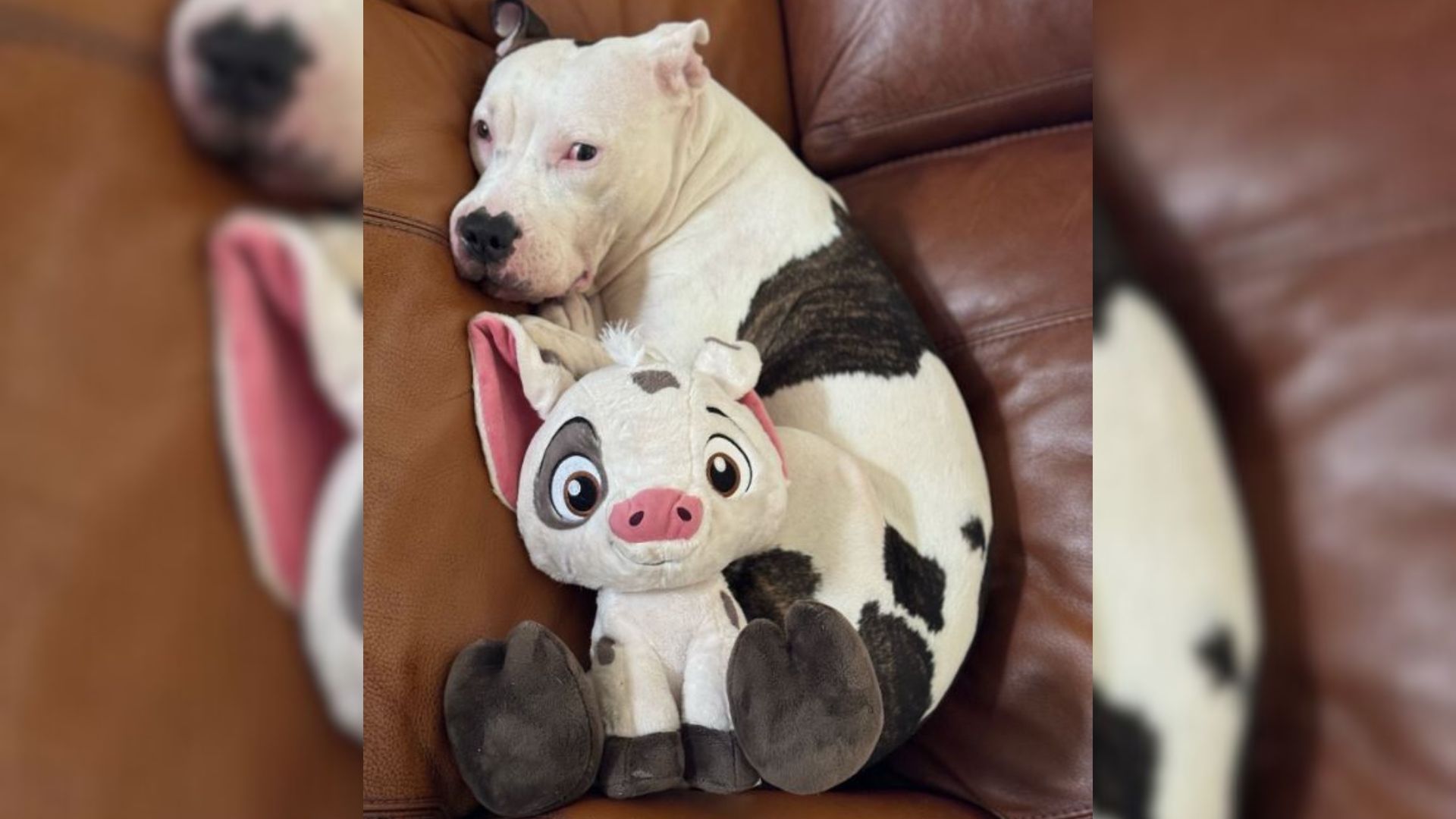 Pitbull Saved From Euthanasia Is In Love With The Toy That Looks Just Like Her