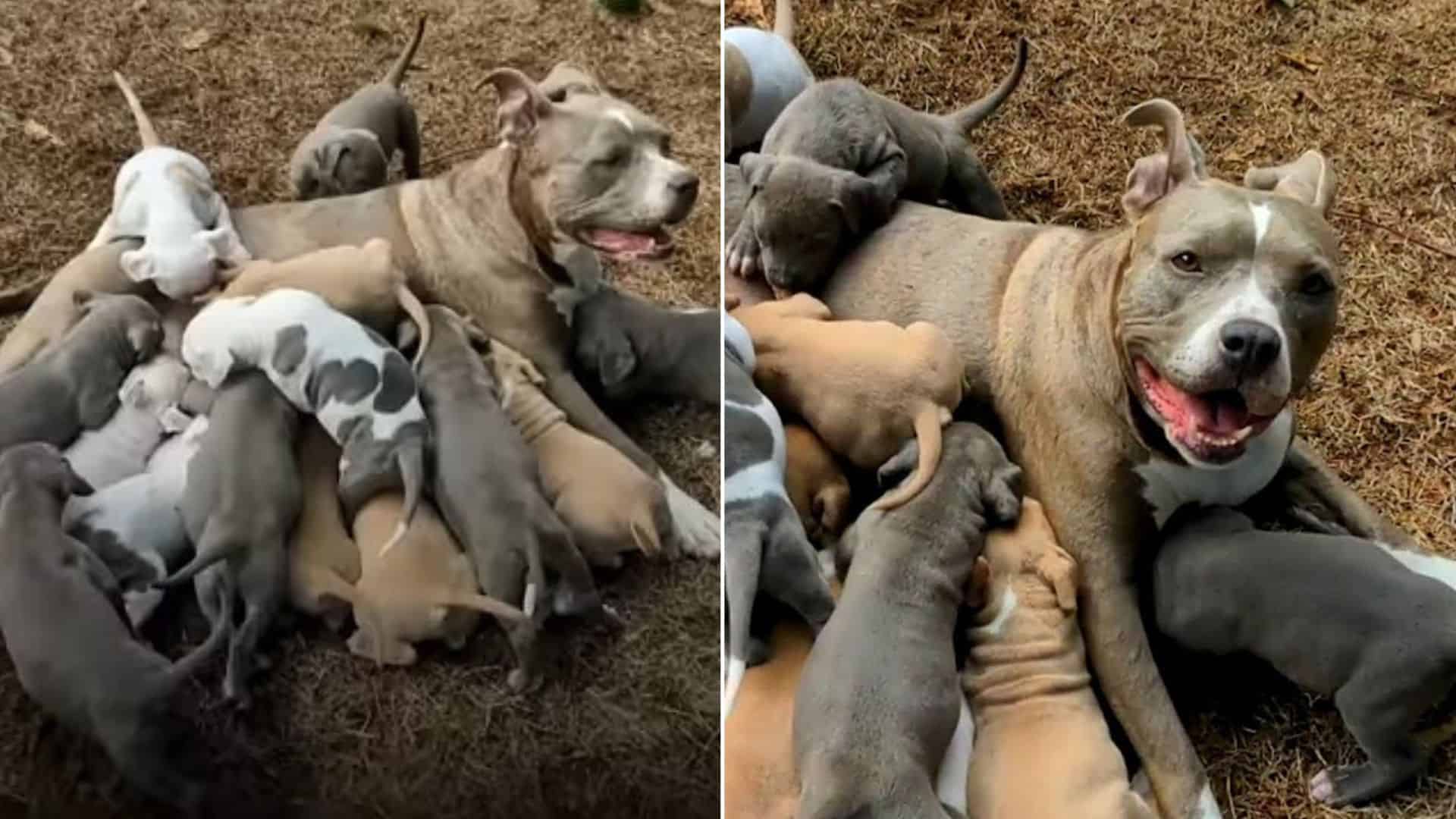 Pitbull Mommy Blesses Her Foster Family With A Huge Litter