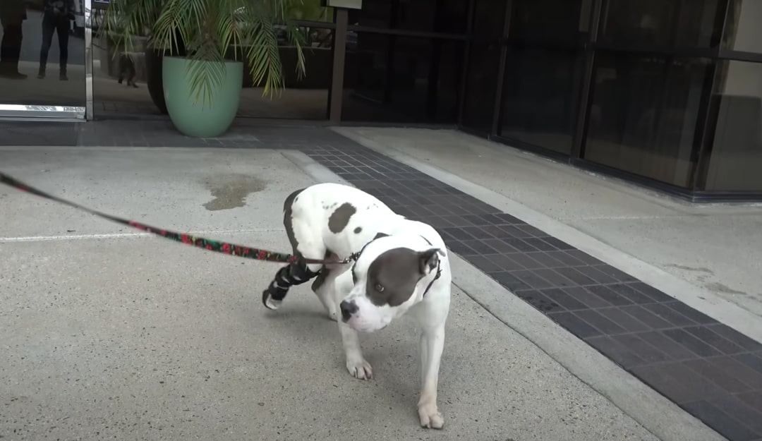 pittie walking on the leash