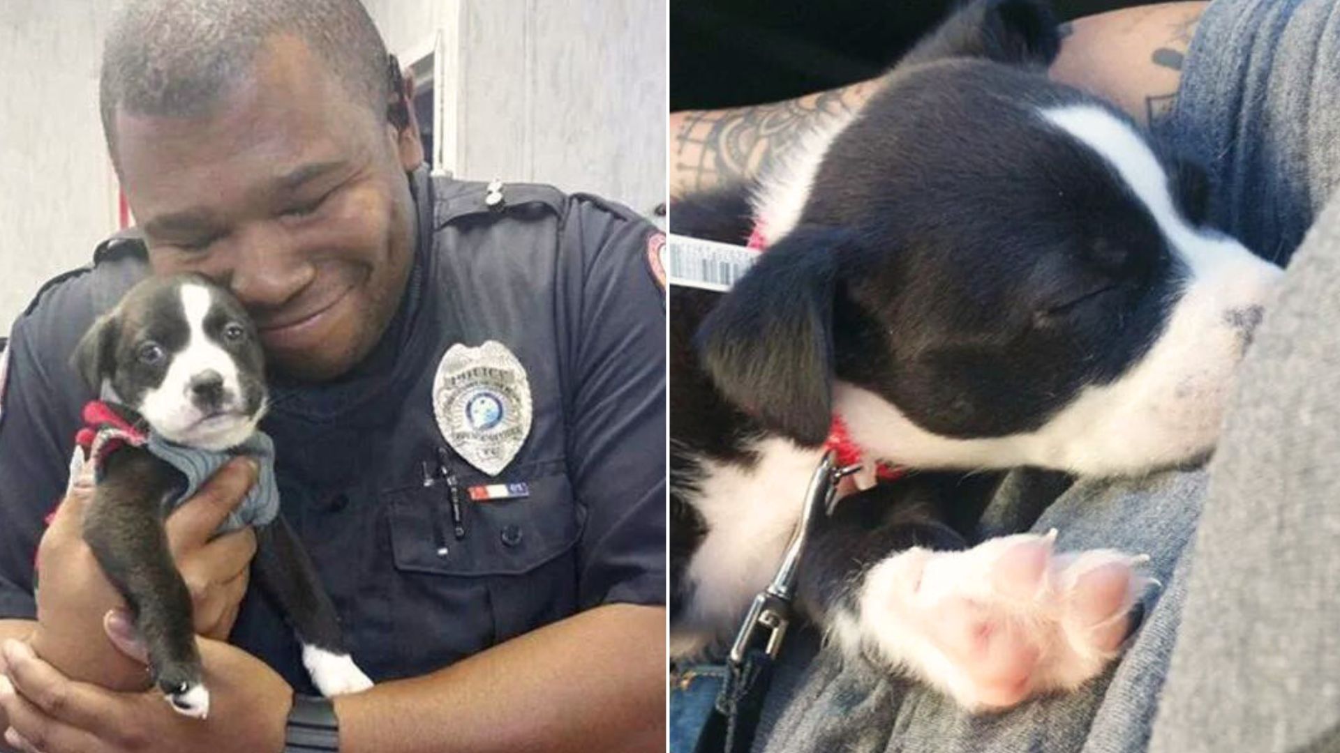 Officer Responds To A Call At An Animal Shelter And Ends Up Adopting The Cutest Pup