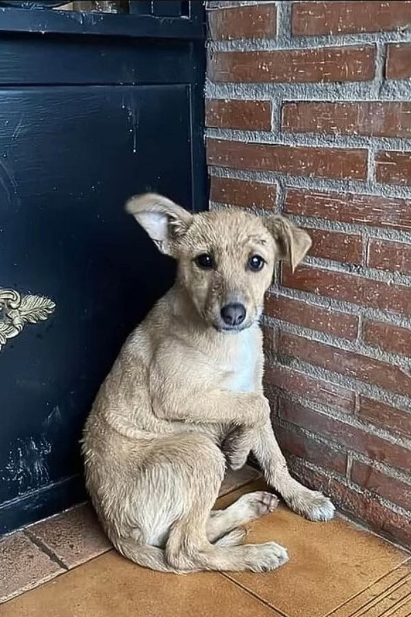 poor abandoned dog in a corner