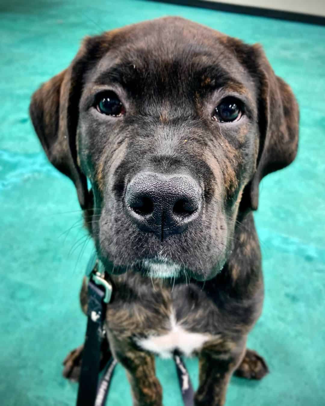 portrait of a cane corso presa canario mix