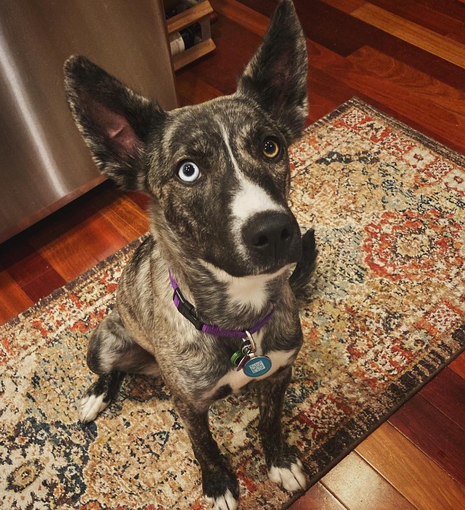 portrait of a colorful dog sitting on a carpet and looking at the camera