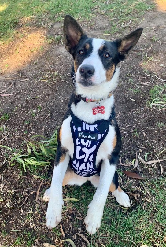 portrait of a dog that was rescued in the forest