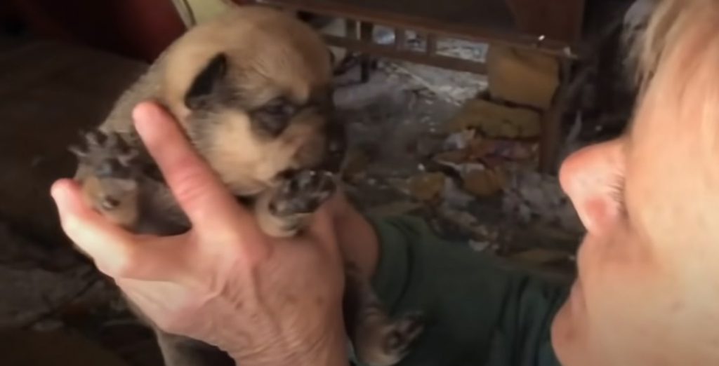 portrait of a man holding a puppy