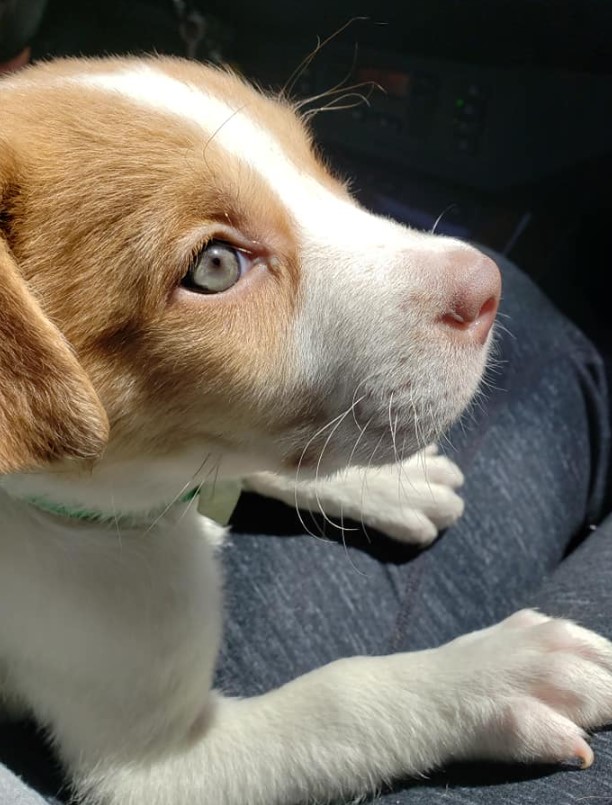 portrait of a puppy sitting on a man's lap