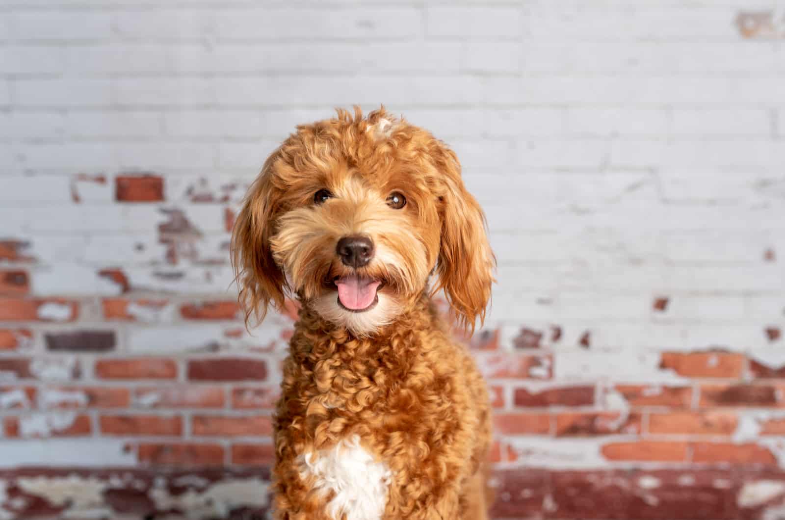 portrait of goldendoodle