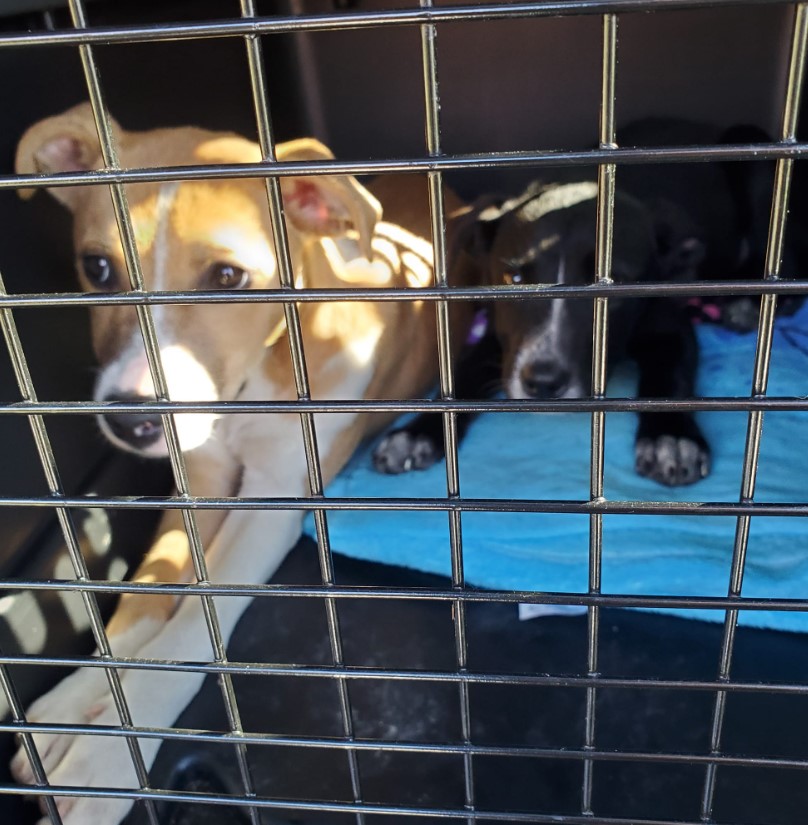 portrait of two cute dogs in a cage