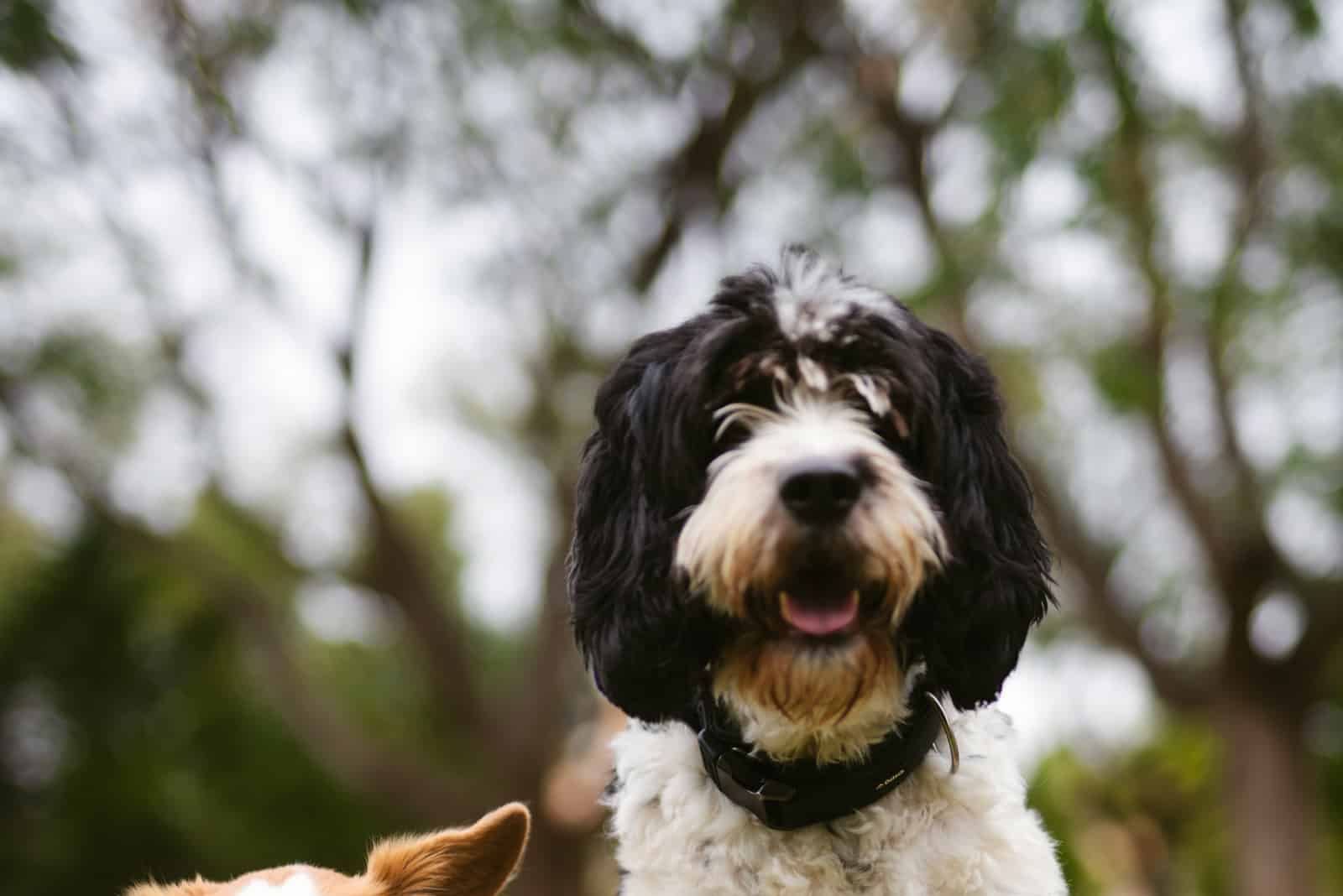 portuguese water dog and australian shepherd