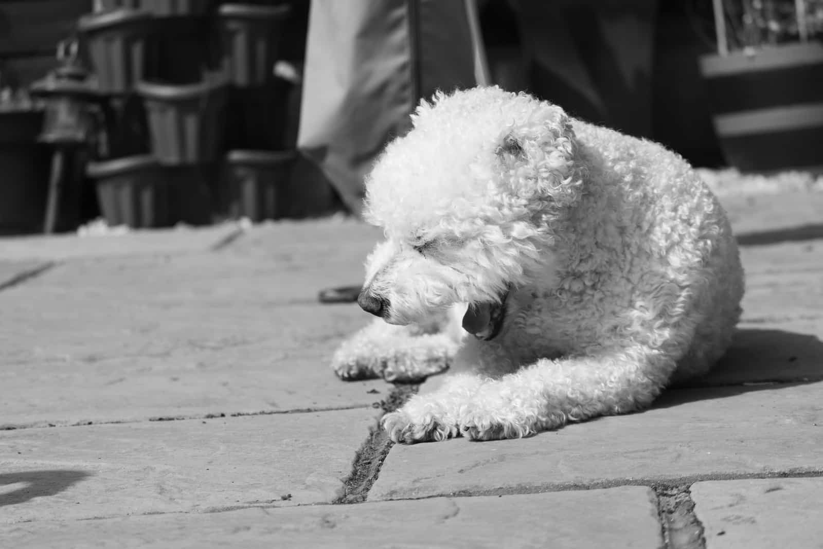 portuguese water dog and bichon