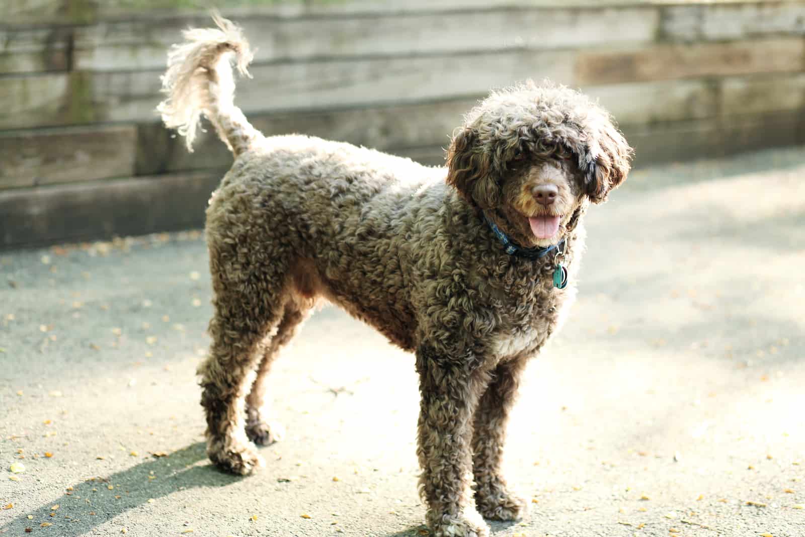 portuguese water dog and poodle mix