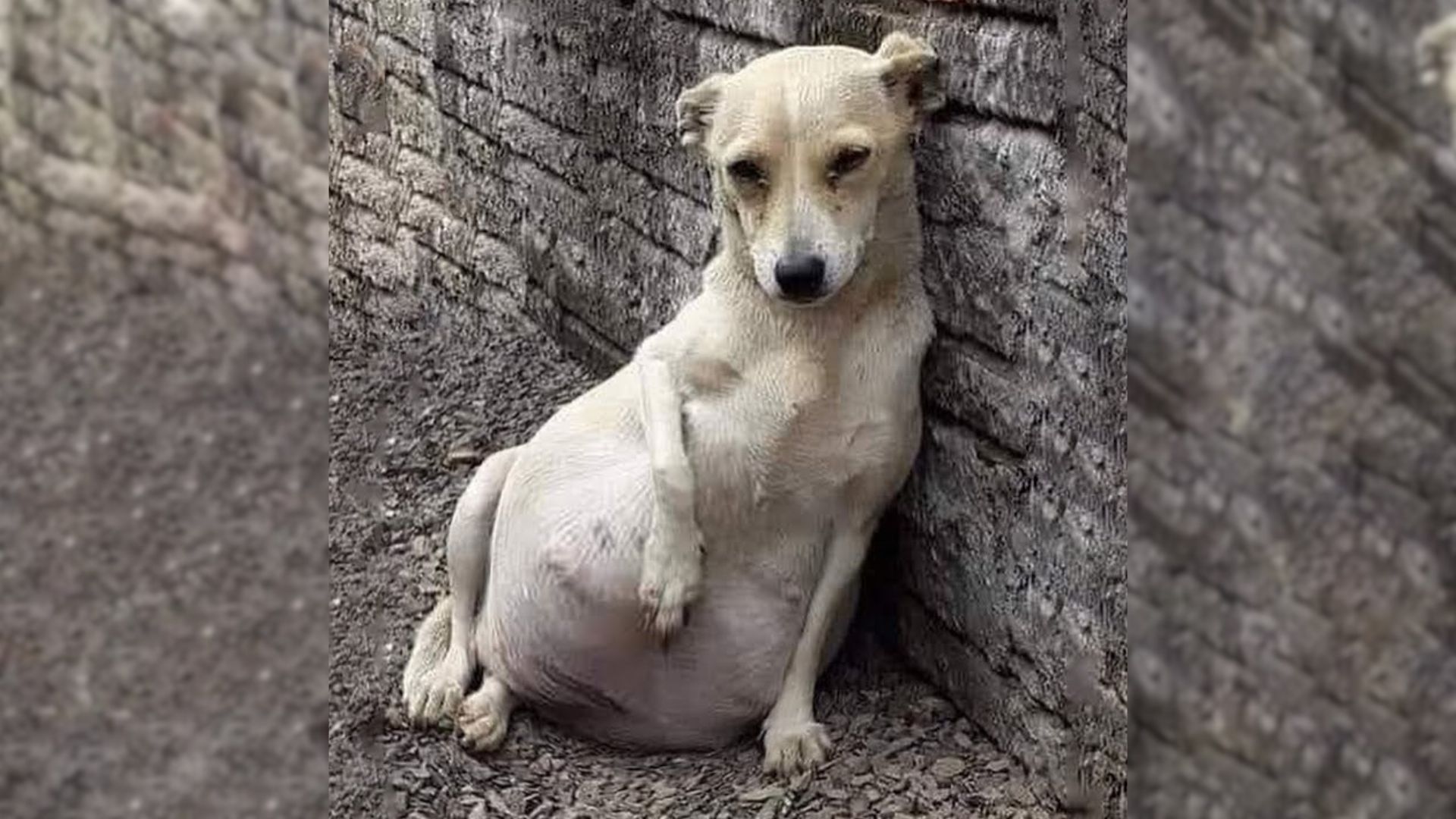 Sweet Abandoned Dog Found Near Factory Surprises Rescuers With Her Shocking Secret