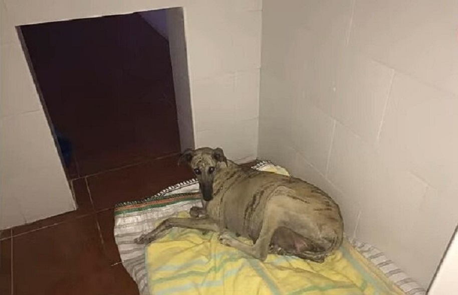 pregnant dog lying