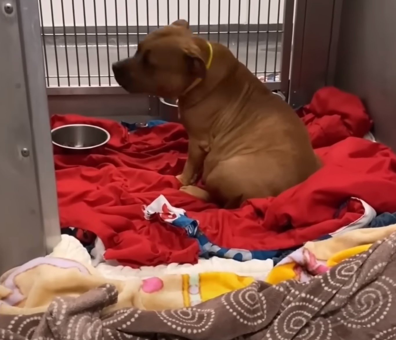 pregnant dog sitting on red blanket