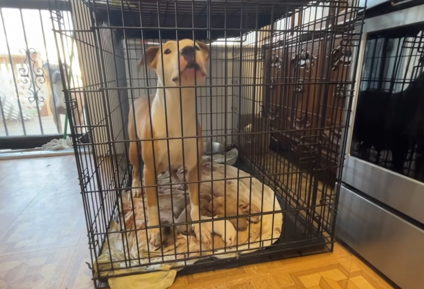 pregnant dog standing in a cage