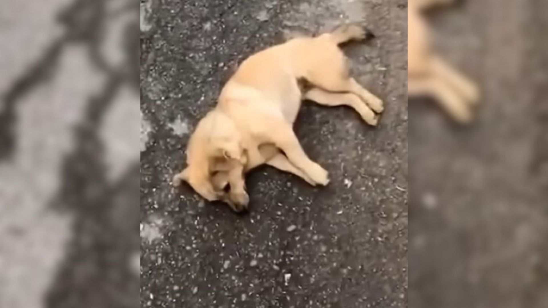 Exhausted Pregnant Pup Collapses On The Road, Desperate For Help