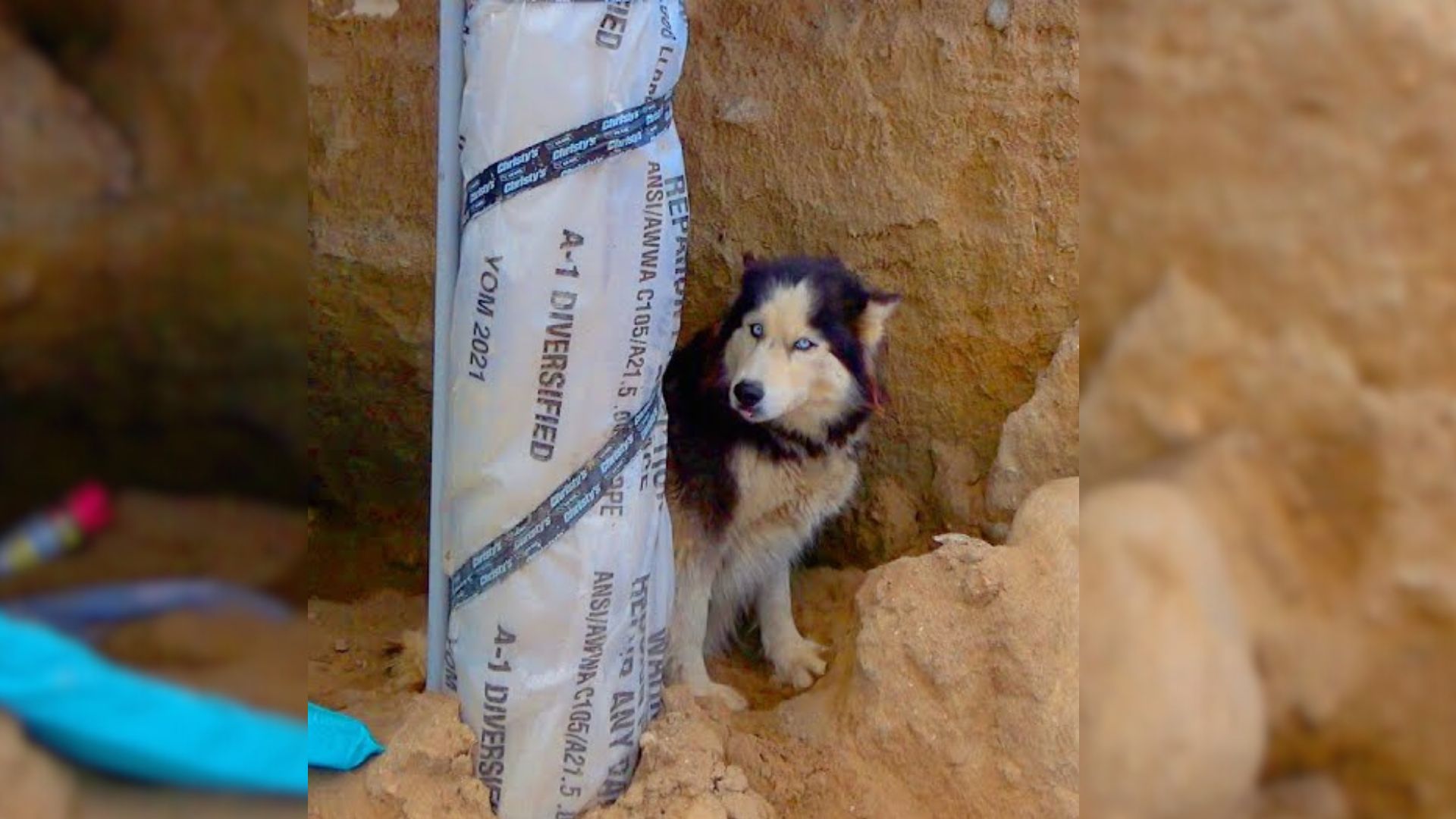 Shocked Rescuers Find Pregnant Husky Cruelly Abandoned At A Construction Site