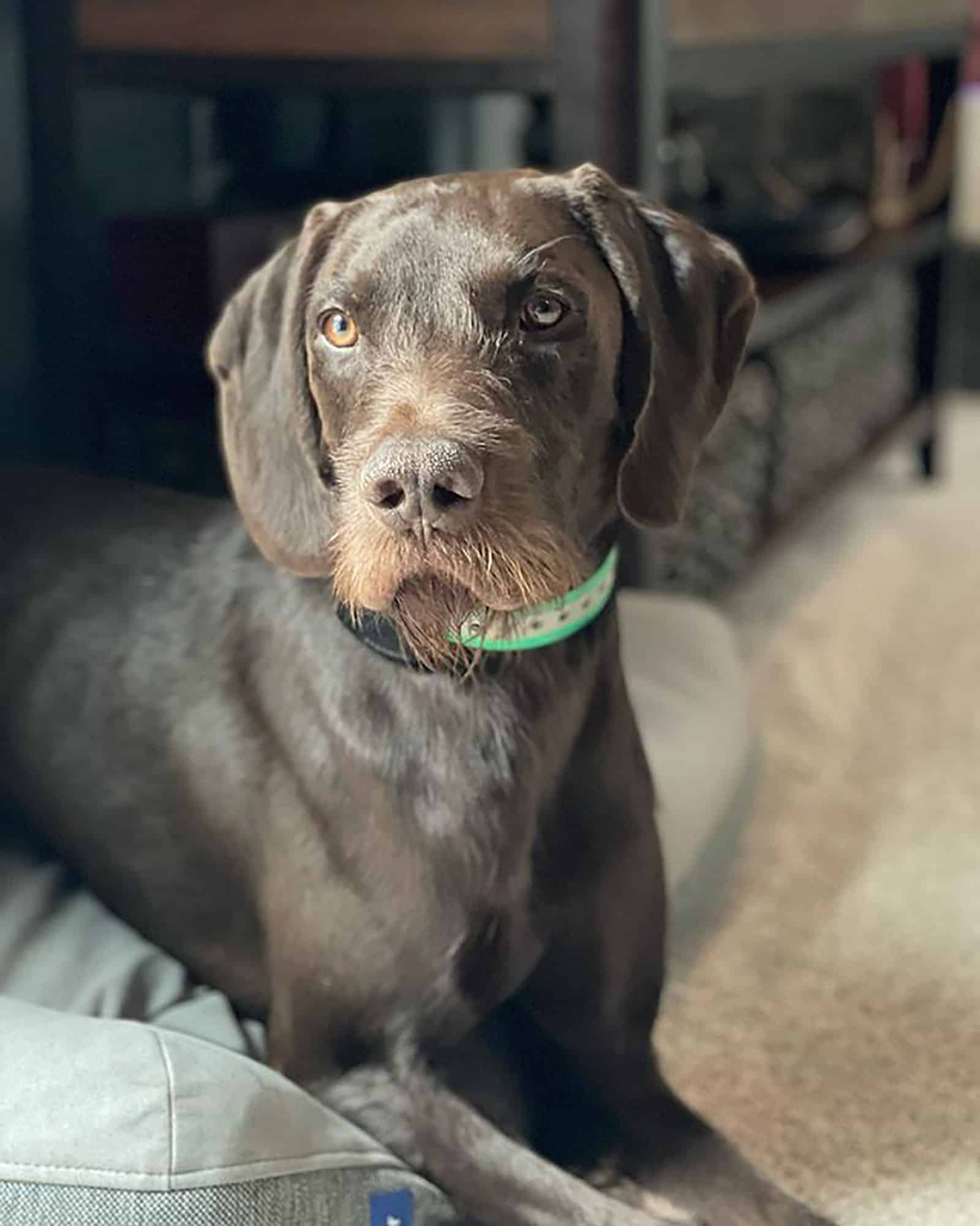 pudelpointer puppy sitting in his bed