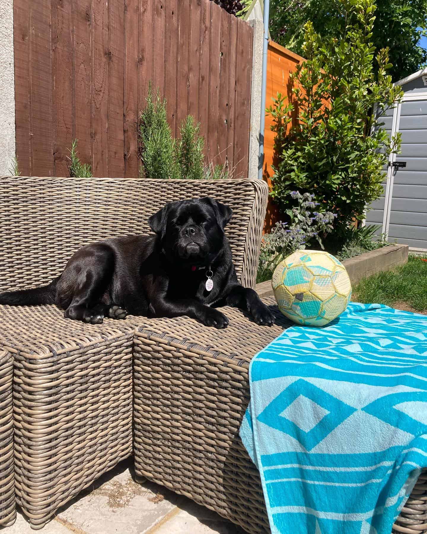 pugador laying on garden furniture