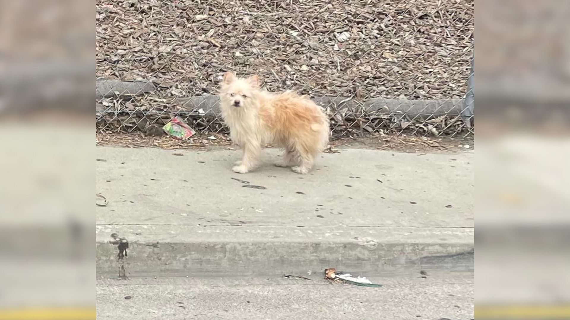 Pup Abandoned By Owners On A Busy Freeway Stayed In The Same Exact Spot Hoping It Was Just A Misunderstanding