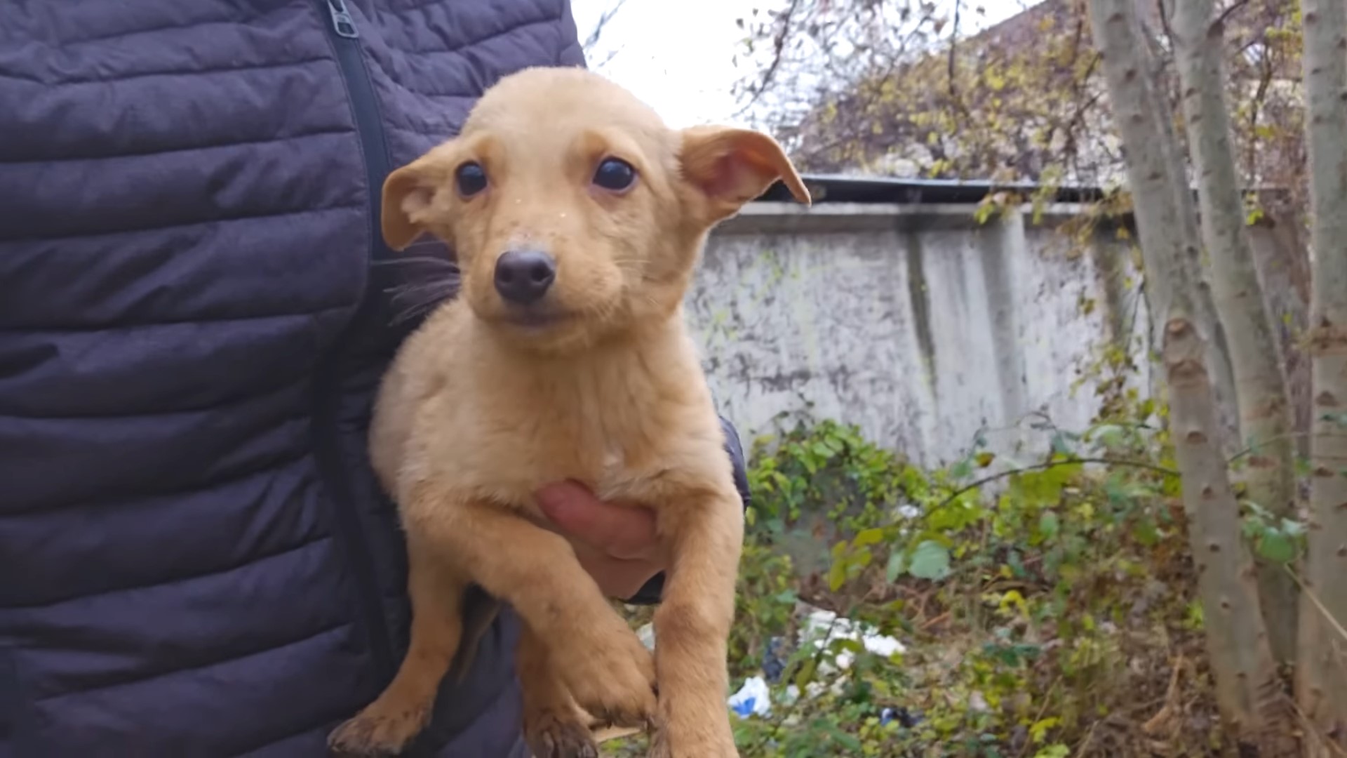 pup being carried