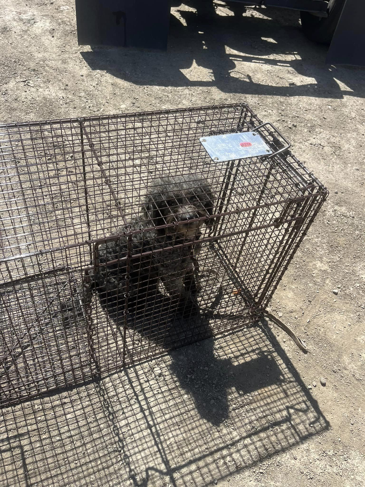 pup in a kennel