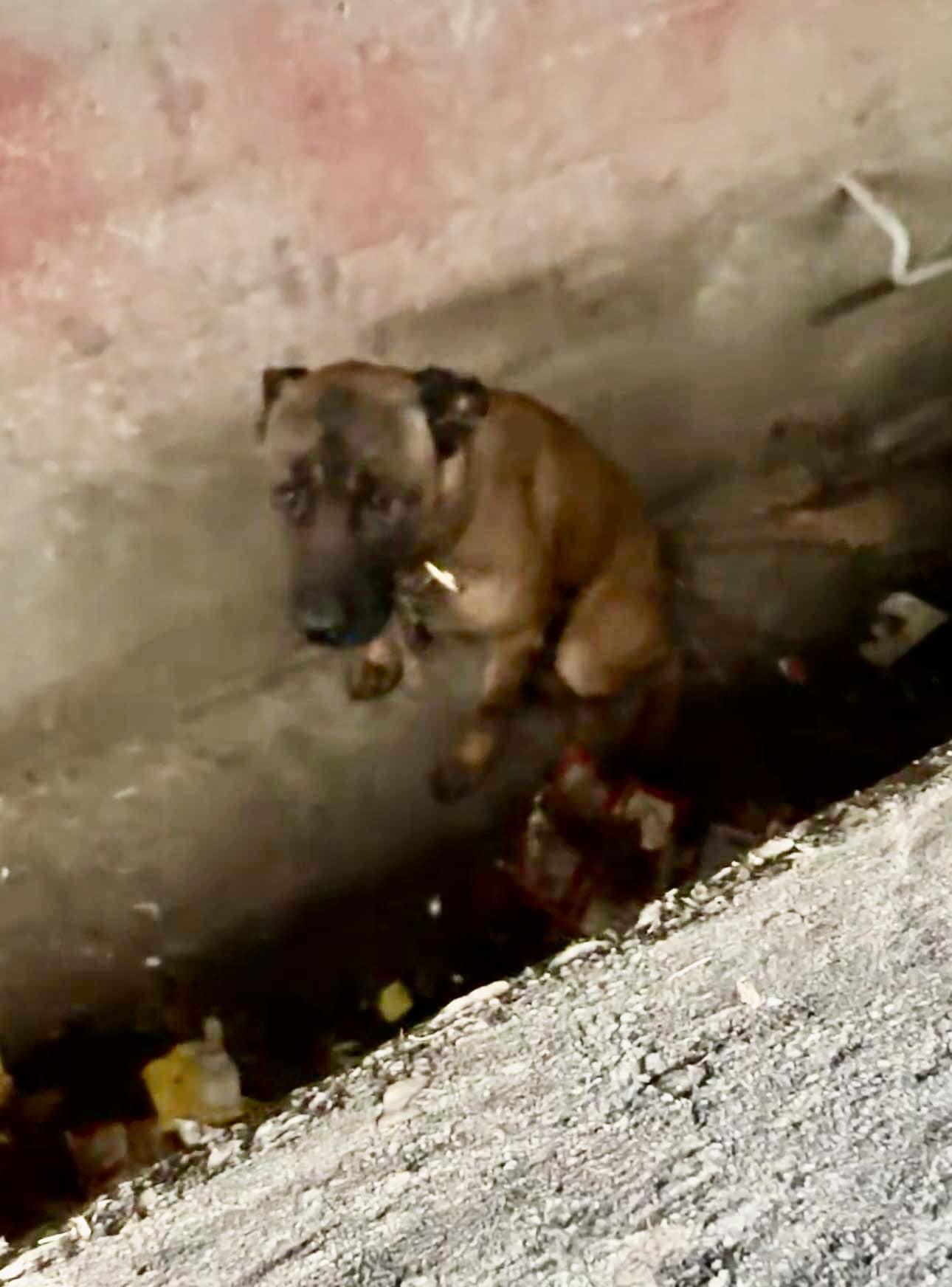 pup in a sewer