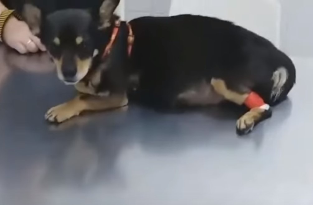 pup lying at the vet's office