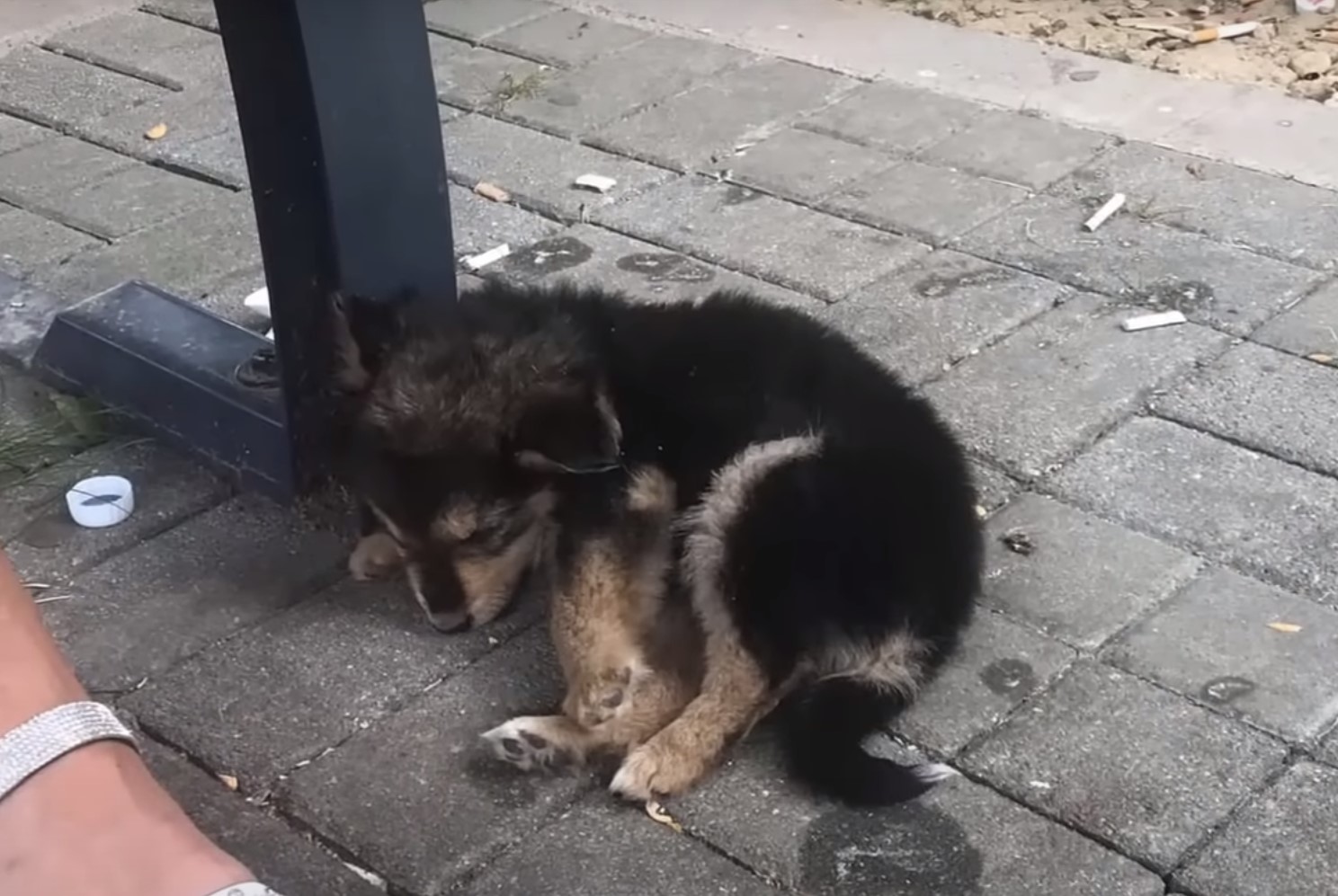 pup lying by the side of the road