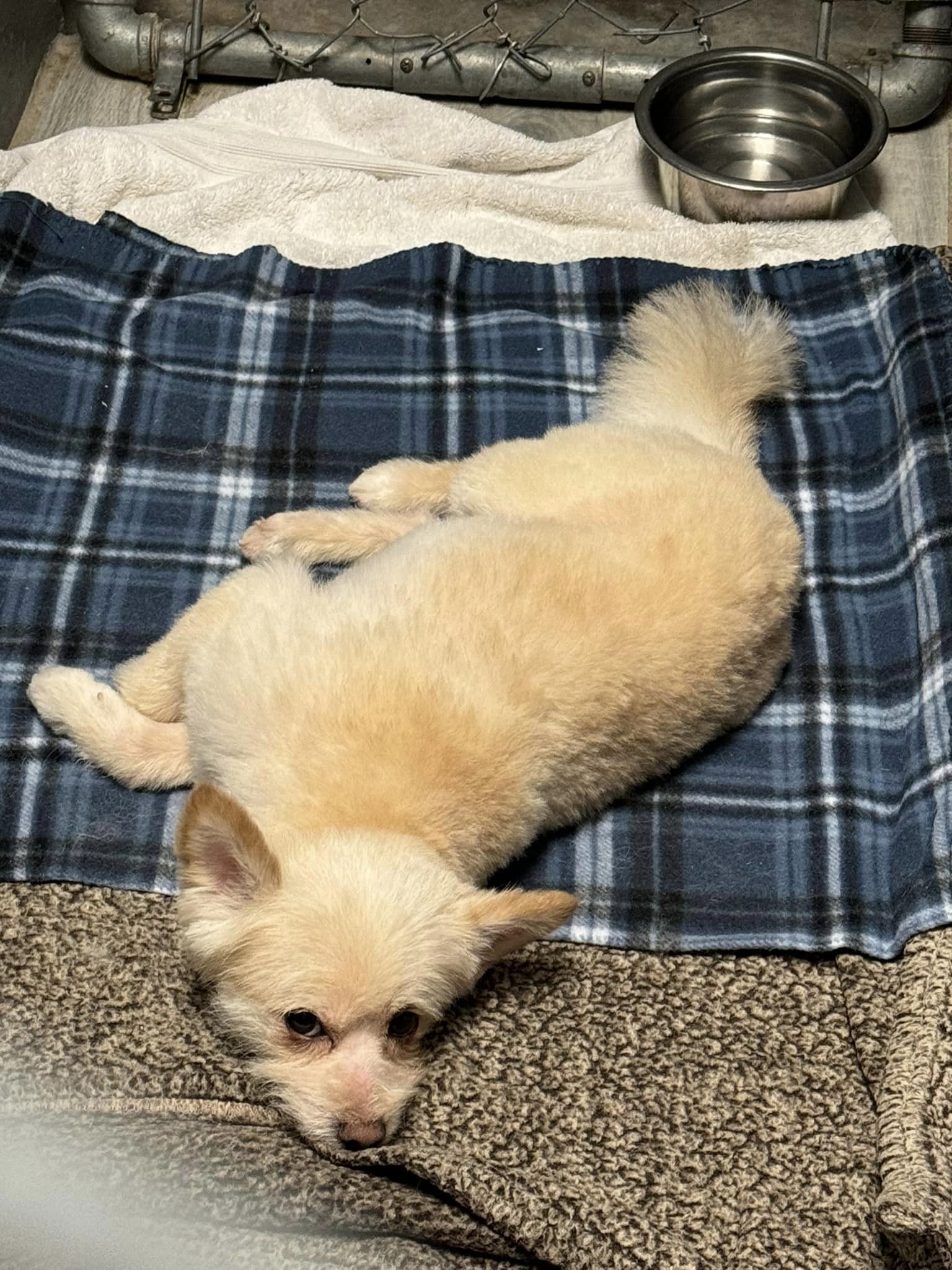 pup lying on a blanket