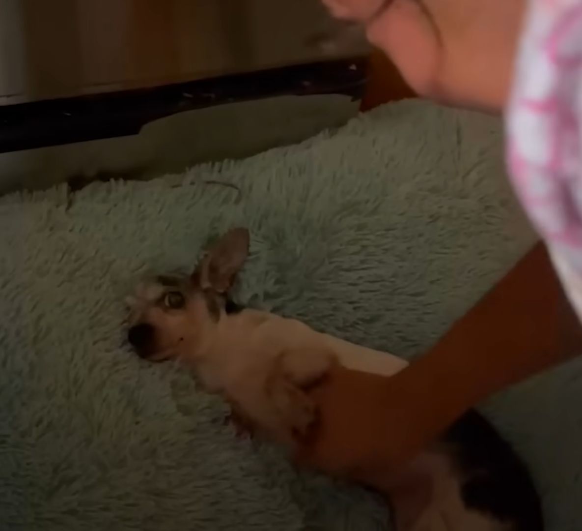 pup lying on fluffy pillow