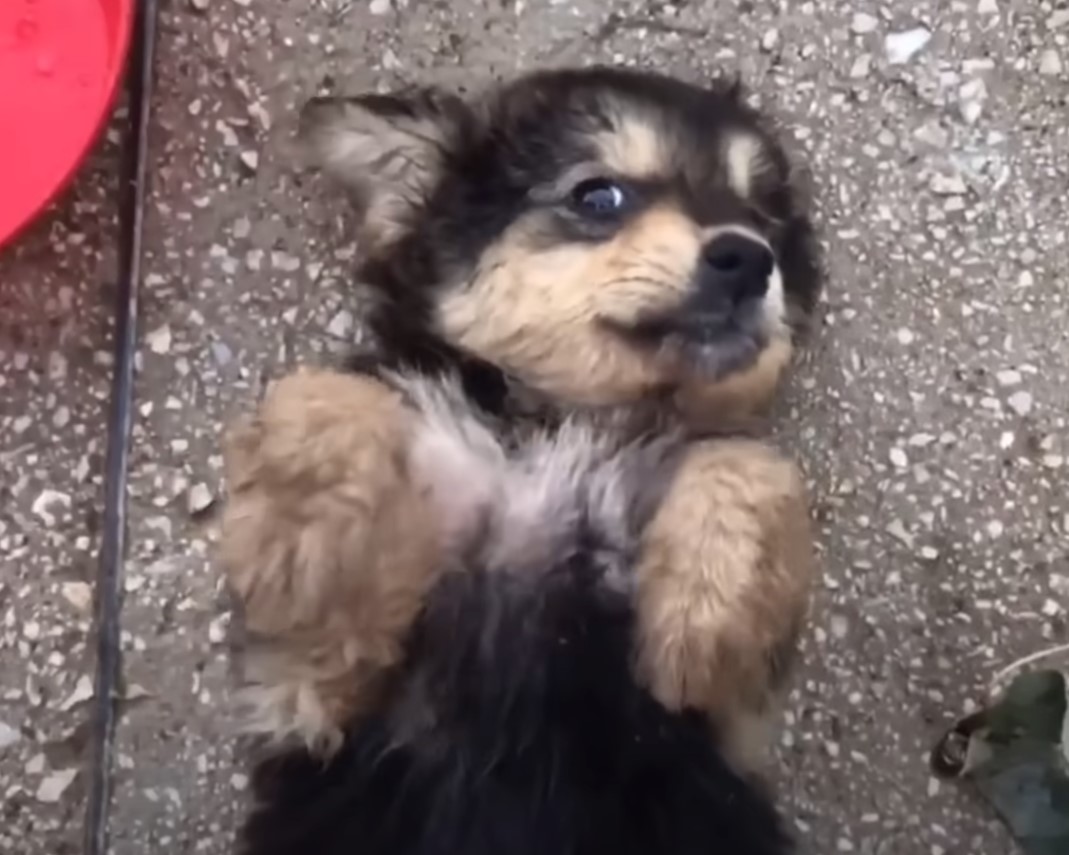 pup lying on its back