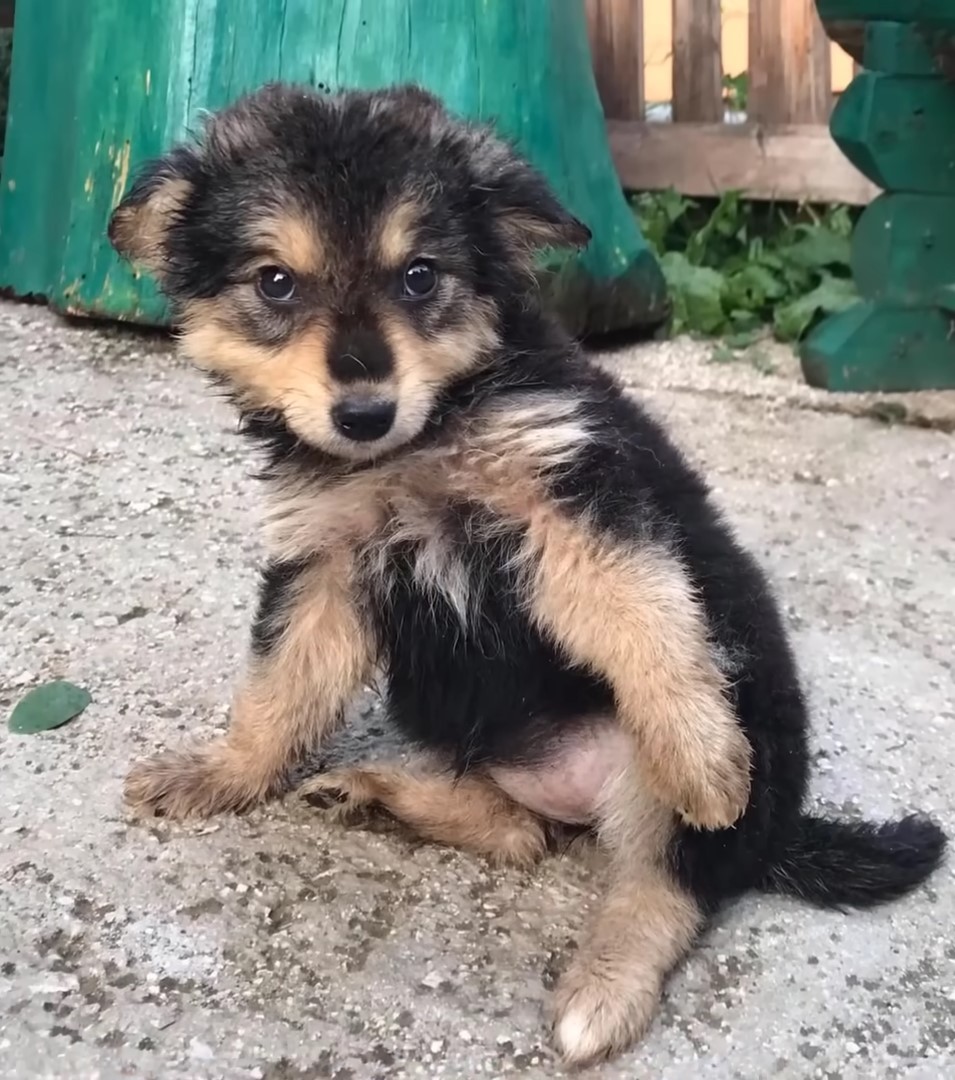 pup sitting on the ground