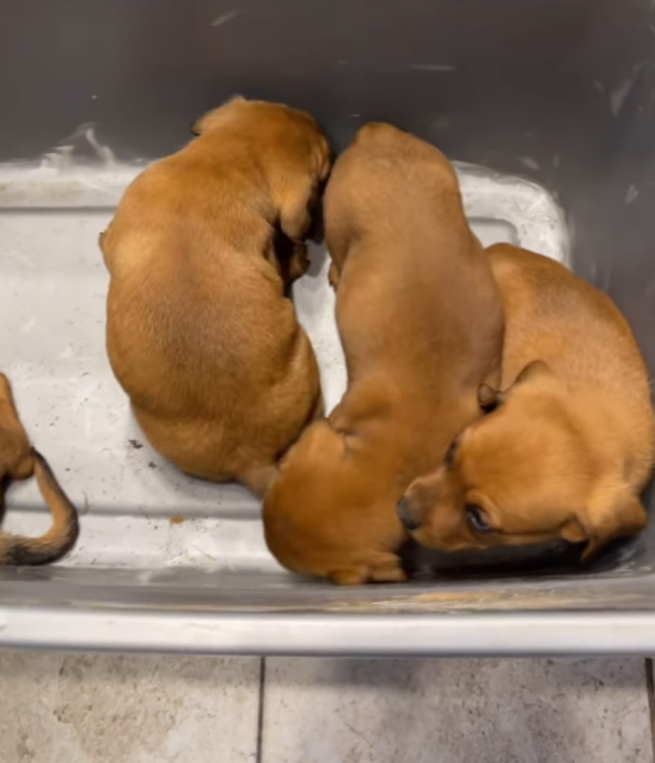 puppies abandoned in box