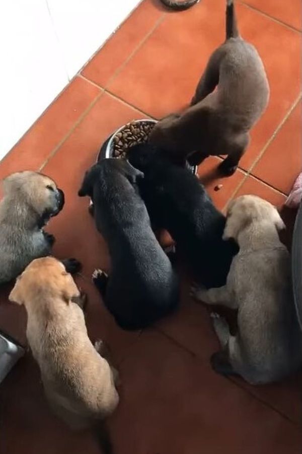 puppies eating from bowl