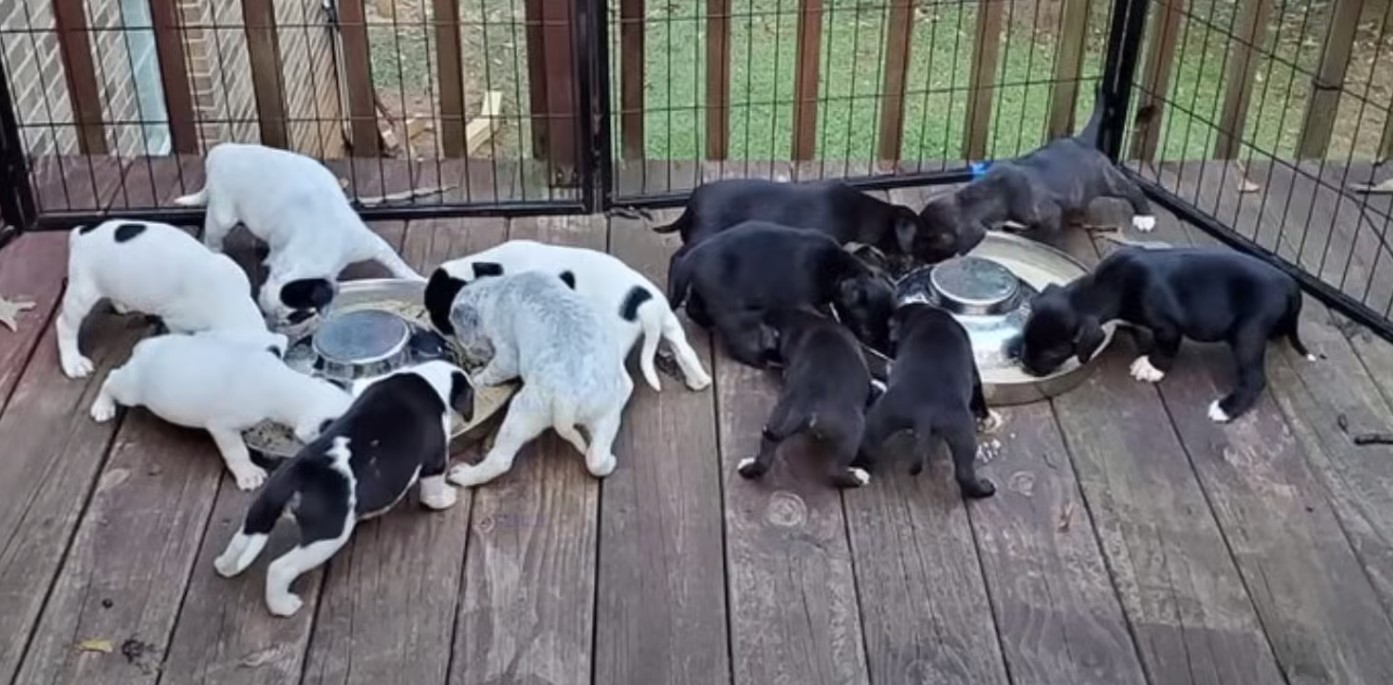 puppies eating on the terrace