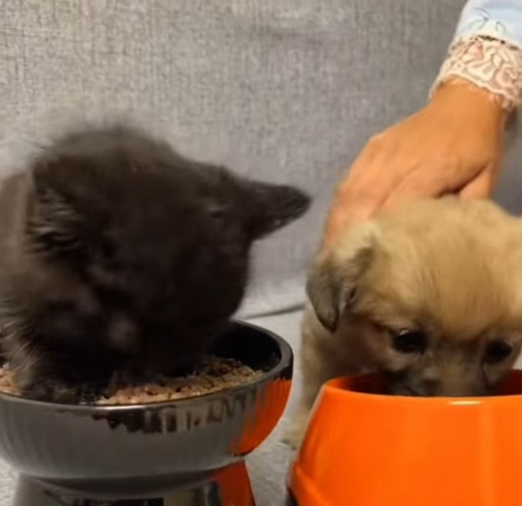 puppies eating