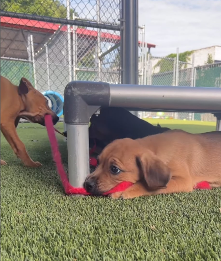 puppies enjoying and playing