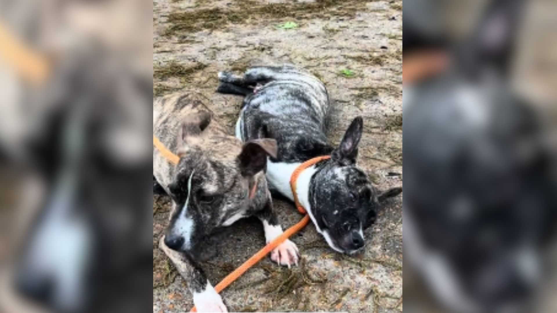 Two Fearful Puppies Left Outside A Shelter In The Middle Of The NIght