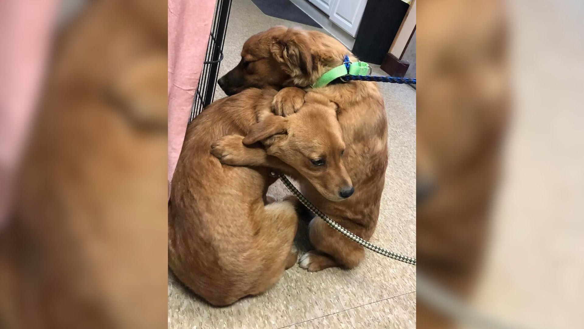 Ohio Rescuers Were Shocked To See These Sweet Puppies Hugging Each Other