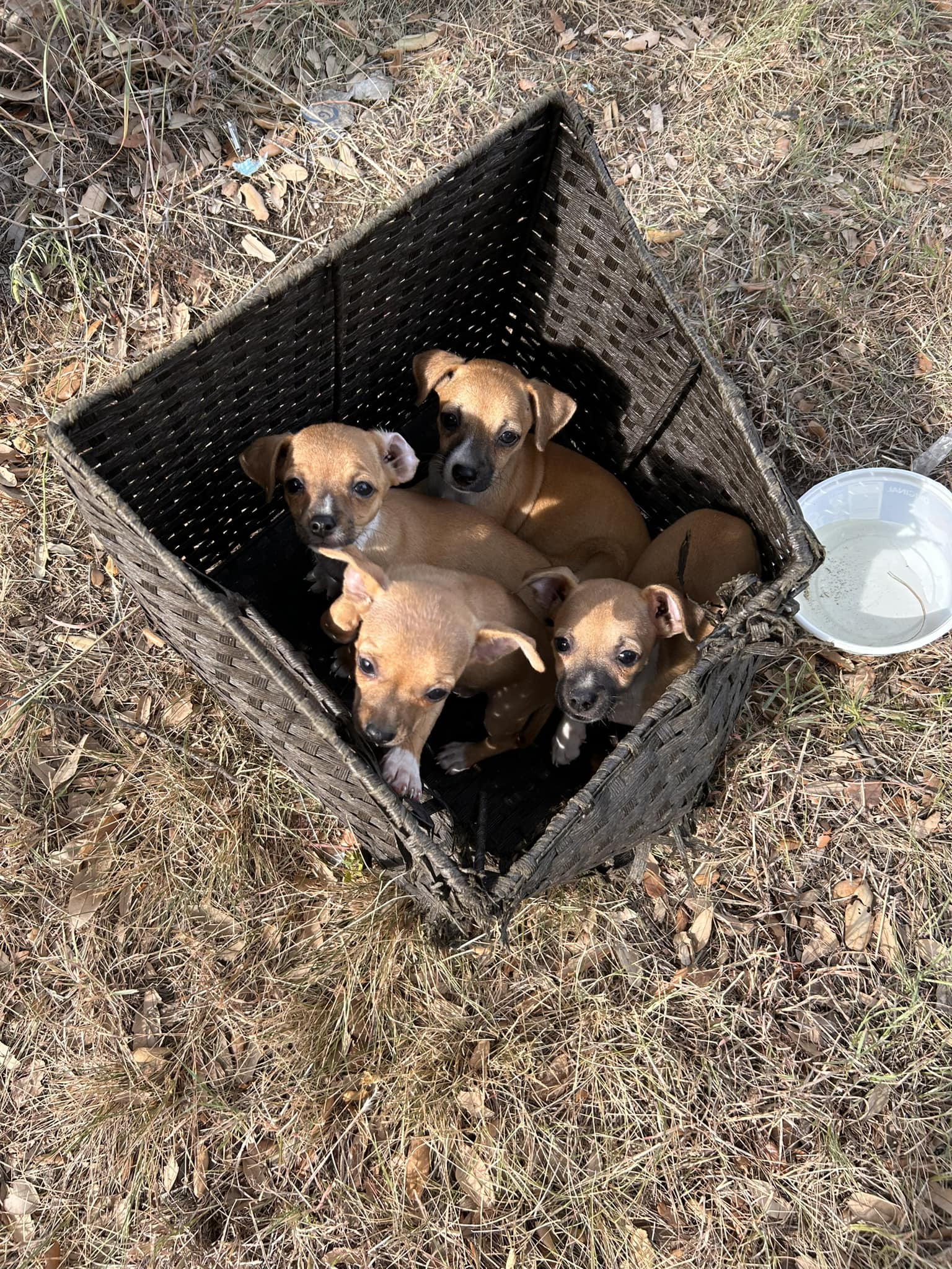 puppies in a basket