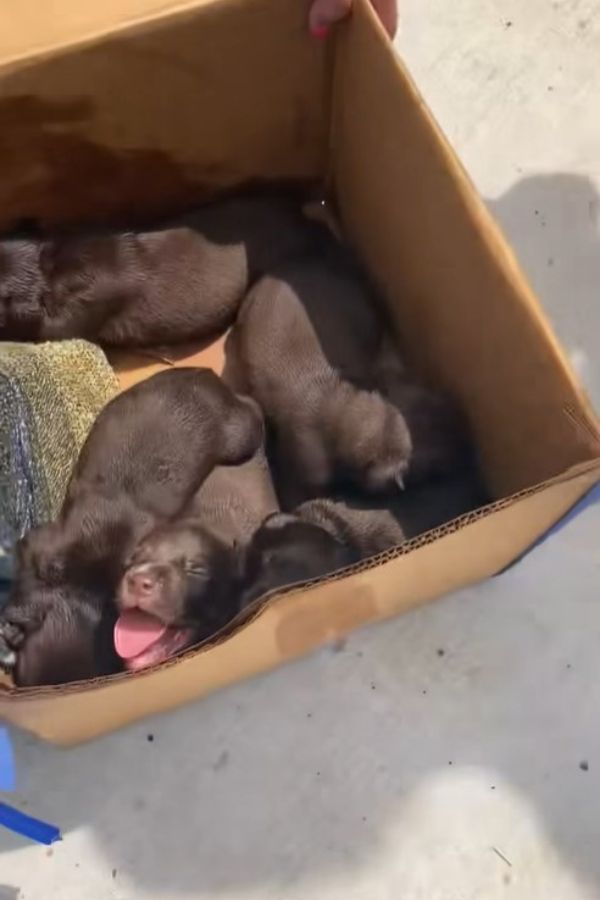 puppies in a box